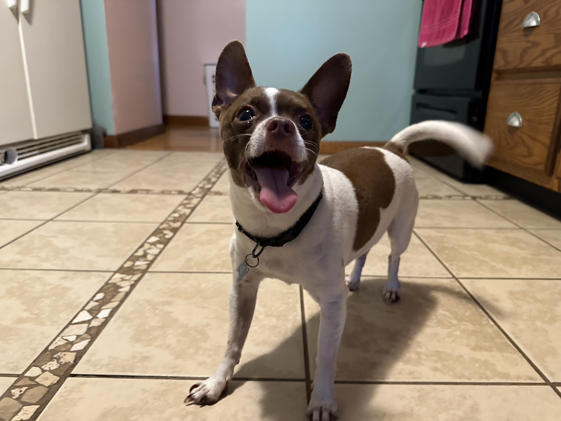 Our family's pet chihuahua, Jessie - a brown and white chihuahua. In this photo, he's standing in the kitchen with his mouth open, possibly ready to play fetch with a ball.